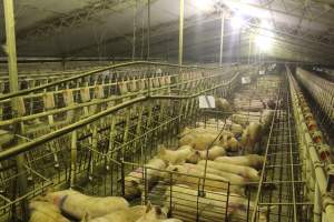 Group sow housing - Australian pig farming - Captured at Wonga Piggery, Young NSW Australia.