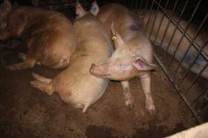 Sows in breeding pens - Australian pig farming - Captured at Wonga Piggery, Young NSW Australia.