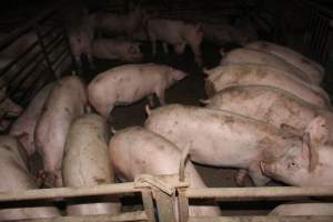 Grower pigs - Australian pig farming - Captured at Wonga Piggery, Young NSW Australia.
