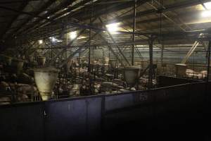 Grower/finisher pig shed - Australian pig farming - Captured at Wonga Piggery, Young NSW Australia.