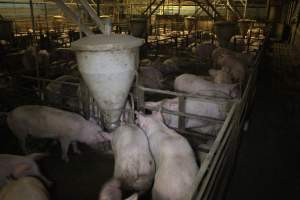 Grower/finisher pig shed - Australian pig farming - Captured at Wonga Piggery, Young NSW Australia.