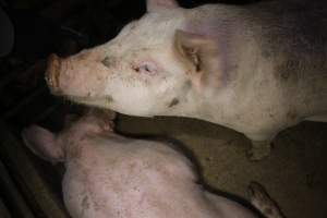 Grower/finisher pigs - Australian pig farming - Captured at Wonga Piggery, Young NSW Australia.