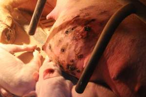 Sow with inflamed bloody teat - Possible mastitis - Captured at Wonga Piggery, Young NSW Australia.