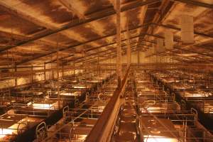 High wide view of farrowing shed - Australian pig farming - Captured at Wonga Piggery, Young NSW Australia.