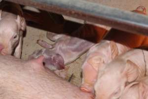 Dead piglet in crate - Australian pig farming - Captured at Wonga Piggery, Young NSW Australia.