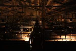 Looking down aisle of farrowing shed - Australian pig farming - Captured at Wonga Piggery, Young NSW Australia.