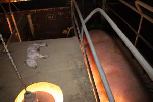 Dead piglet on top of crate - Australian pig farming - Captured at Wonga Piggery, Young NSW Australia.