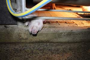 Dead piglet poking out from under farrowing crate bars - Australian pig farming - Captured at Wonga Piggery, Young NSW Australia.