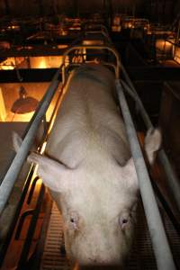 Sow as big as cage - Australian pig farming - Captured at Wonga Piggery, Young NSW Australia.