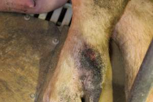 Sow with leg wound - Australian pig farming - Captured at Wonga Piggery, Young NSW Australia.