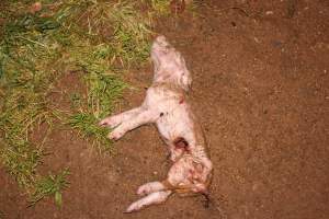 Dead piglet outside - Australian pig farming - Captured at Wonga Piggery, Young NSW Australia.