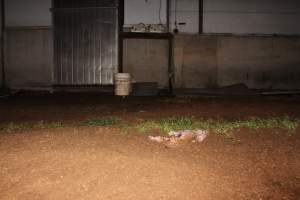 Dead piglet outside - Australian pig farming - Captured at Wonga Piggery, Young NSW Australia.