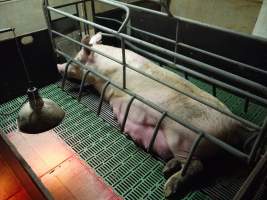 Pregnant sow in farrowing shed - Australian pig farming - Captured at Templemore Piggery, Murringo NSW Australia.