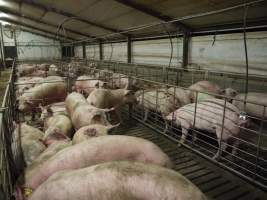 Group sow housing - Australian pig farming - Captured at Templemore Piggery, Murringo NSW Australia.