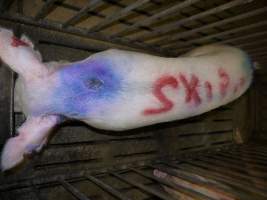 Sow with 'skip' spray painted on her back - Australian pig farming - Captured at Templemore Piggery, Murringo NSW Australia.