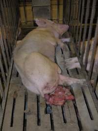 Sow in mating cage with premature birth - Clearly unwell - Captured at Templemore Piggery, Murringo NSW Australia.