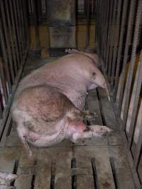 Sow in mating cage with infected leg wound - Australian pig farming - Captured at Templemore Piggery, Murringo NSW Australia.