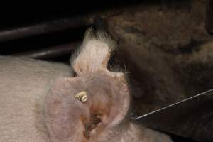 Sow with chunks cut out of ears - Australian pig farming - Captured at Springview Piggery, Gooloogong NSW Australia.