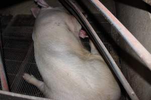 Injured sow in crate - In late October 2013, a sow was discovered in a terrible condition, unable to move, with large bloody wounds on both of her front legs. She could not reach food or water. Activists were able to find a dish and fill it with water to give to her, and after some initial hesitance, she began frantically drinking litre after litre.

Many other sows were found with large untreated injuries, most of them in the sow stalls.

Activists called police the following morning, but nobody was sent until three days later. The police were advised by the owners that the sow had suffered severe prolapses after giving birth to a litter of stillborns, damaging the nerves in her back legs and leaving her partially paralysed. The owners had called in a vet sometime on Thursday 24th or Friday 25th October, who suggested they leave her over the weekend to see if her condition improved, and if not, to 