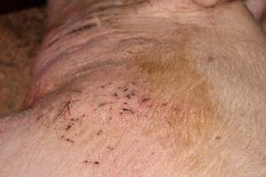 Scratches and cuts on sow - Australian pig farming - Captured at Springview Piggery, Gooloogong NSW Australia.