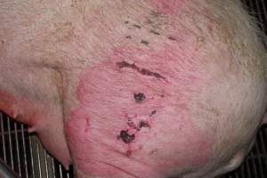 Large grazes or injuries on back thigh - Australian pig farming - Captured at Springview Piggery, Gooloogong NSW Australia.