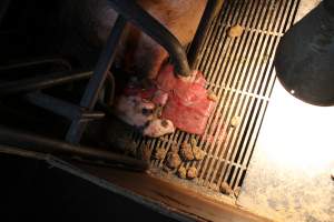 Dead piglet - stillborn - Australian pig farming - Captured at Corowa Piggery & Abattoir, Redlands NSW Australia.