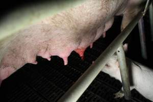 Sow with painful, bloody teat wound - Australian pig farming - Captured at Brentwood Piggery, Kaimkillenbun QLD Australia.