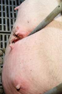 Bars pressing into sow's teats, leaving bloody wound - Australian pig farming - Captured at Brentwood Piggery, Kaimkillenbun QLD Australia.