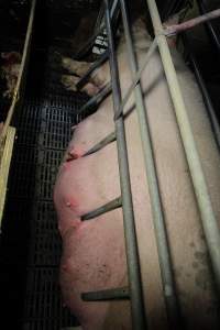 Bars pressing into sow's teats, leaving bloody wound - Australian pig farming - Captured at Brentwood Piggery, Kaimkillenbun QLD Australia.