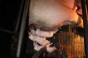 Stillborn piglets - Australian pig farming - Captured at Corowa Piggery & Abattoir, Redlands NSW Australia.