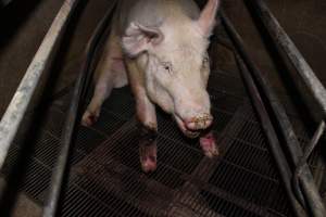 Injured sow in crate - In late October 2013, a sow was discovered in a terrible condition, unable to move, with large bloody wounds on both of her front legs. She could not reach food or water. Activists were able to find a dish and fill it with water to give to her, and after some initial hesitance, she began frantically drinking litre after litre.

Many other sows were found with large untreated injuries, most of them in the sow stalls.

Activists called police the following morning, but nobody was sent until three days later. The police were advised by the owners that the sow had suffered severe prolapses after giving birth to a litter of stillborns, damaging the nerves in her back legs and leaving her partially paralysed. The owners had called in a vet sometime on Thursday 24th or Friday 25th October, who suggested they leave her over the weekend to see if her condition improved, and if not, to 