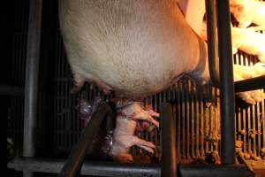 Stillborn piglet - Australian pig farming - Captured at Corowa Piggery & Abattoir, Redlands NSW Australia.