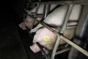 Sows biting bars of stalls - Australian pig farming - Captured at Brentwood Piggery, Kaimkillenbun QLD Australia.