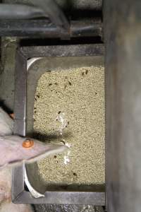 Bugs in feed tray - Australian pig farming - Captured at CEFN Breeding Unit #2, Leyburn QLD Australia.