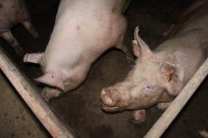 Group sow housing - Australian pig farming - Captured at Springview Piggery, Gooloogong NSW Australia.