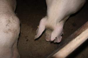 Group sow housing - Australian pig farming - Captured at Springview Piggery, Gooloogong NSW Australia.