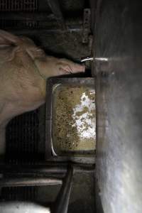 Bugs in feed tray - Australian pig farming - Captured at CEFN Breeding Unit #2, Leyburn QLD Australia.