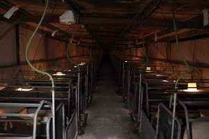 Looking down aisle of farrowing shed - Australian pig farming - Captured at CEFN Breeding Unit #2, Leyburn QLD Australia.