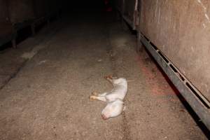 Dead piglet in aisle - Australian pig farming - Captured at Springview Piggery, Gooloogong NSW Australia.