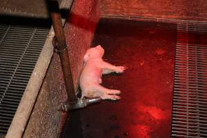 Dead piglet in crate - Australian pig farming - Captured at Springview Piggery, Gooloogong NSW Australia.