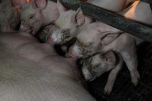 Piglets suckling - Australian pig farming - Captured at CEFN Breeding Unit #2, Leyburn QLD Australia.