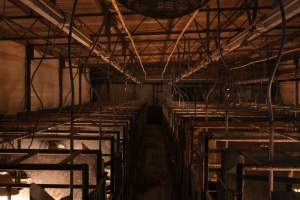Looking down aisle of farrowing shed - Australian pig farming - Captured at Huntly Piggery, Huntly North VIC Australia.