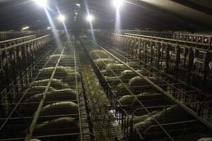 Wide view of huge sow stall shed - Australian pig farming - Captured at Grong Grong Piggery, Grong Grong NSW Australia.