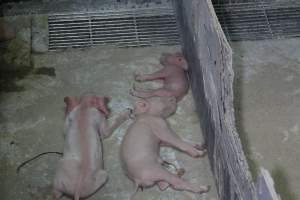Dead piglets in crate - Australian pig farming - Captured at Corowa Piggery & Abattoir, Redlands NSW Australia.