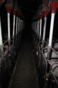 Sow stalls at CEFN Breeder Piggery QLD - Australian pig farming - Captured at CEFN Breeding Unit #2, Leyburn QLD Australia.