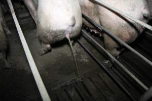 Sow urinating in sow stall - Australian pig farming - Captured at CEFN Breeding Unit #2, Leyburn QLD Australia.