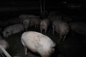Group sow housing - Australian pig farming - Captured at CEFN Breeding Unit #2, Leyburn QLD Australia.