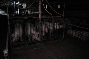 Boars in boar stalls - Australian pig farming - Captured at CEFN Breeding Unit #2, Leyburn QLD Australia.