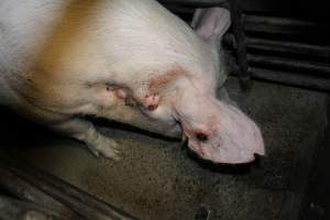 Sow with bloody ear tag injuries - Australian pig farming - Captured at Springview Piggery, Gooloogong NSW Australia.