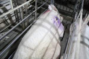 Pigs in cages - Boars or sows in stalls - Captured at CEFN Breeding Unit #2, Leyburn QLD Australia.